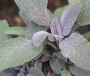 Purple sage grown in a raised garden bed made from up-cycled pallets