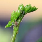 Aphids on new growth