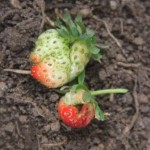 Deformed strawberries are often a result of poor pollination