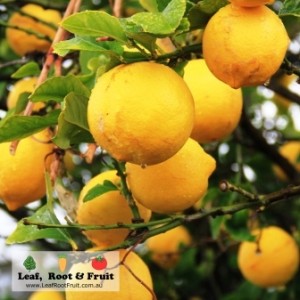 Lemon Recipe. Edible gardens are so much more than just veggies and herbs. We can help you with your citrus such as these lemons.