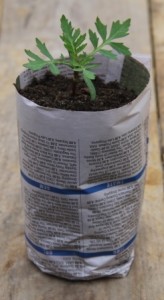 Newspaper pots are so easy to make and are great for the environment too.