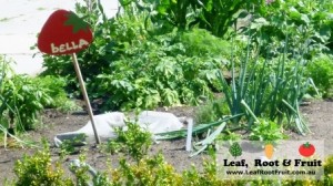 "Bella's" vegetable plot in the Kindergarten Edible Garden program