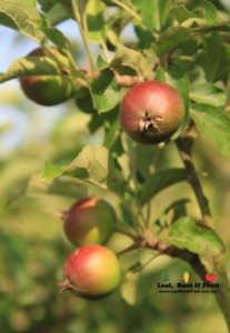 Some young apples growing on one of 25 apple trees in the orchard.