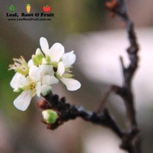 We spied this plum tree starting to blossom this week, which is very early in the year for it.