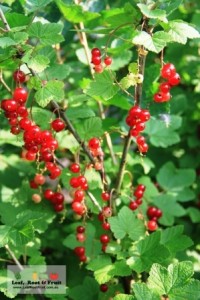 Barry's Red Currants were just ripening when we visited