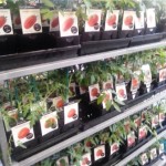 Don't be fooled by large displays of tomato seedlings in your local hardware store or nursery. It's still way to early to be planting tomatoes out into the garden.