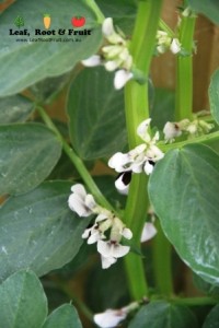 The broad beans have been flowering and attracting lots of bees into the garden