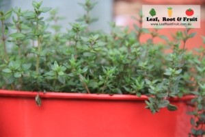 Thyme is great for growing in small pots. Just make sure it has really good drainage. They really don't like wet feet.
