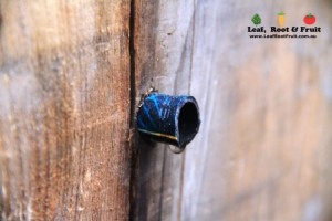 We use a piece of hose to keep the excess water from staining the timber