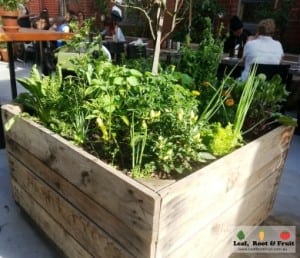 CH James Edible Courtyard Garden