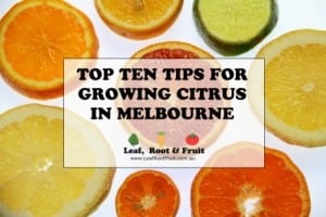 Top Ten Tips For Growing Citrus In Melbourne