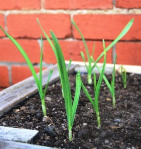 Garlic in a raised pallet planter box