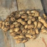How to grow peanuts in Melbourne