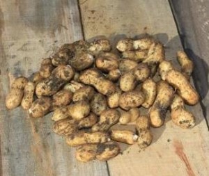 Home grown Peanuts from a raised pallet planter box