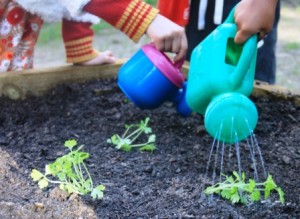 Children watering the veggie patch