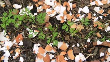Using Eggshells In The Garden Leaf Root Fruit Gardening Services
