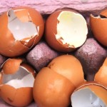 Eggshells are very useful in the garden