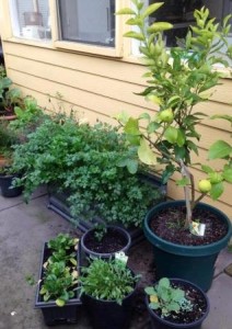 Winter Veggie Quiche from Lauras Garden