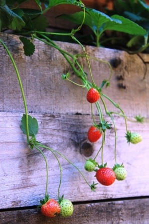 Strawberries in a recycled pallet planter box