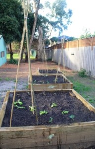 Three raised garden beds planted with veggies at Heathmont Pre School