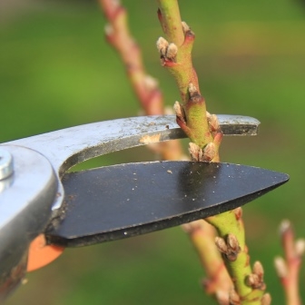 Fruit Trees in Winter in Melbourne: Pruning, Planting and Care. - Leaf,  Root & Fruit Gardening Services