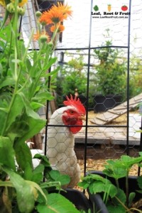 One of the resident chickens on the Welvaert Welton ship crane garden