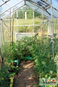 Barry has four glass houses, this one is being used to grow tomatoes in grow bags