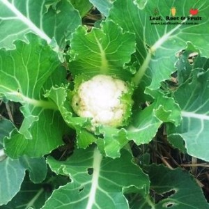 Home grown cauliflower, perfect for cauliflower and leek soup