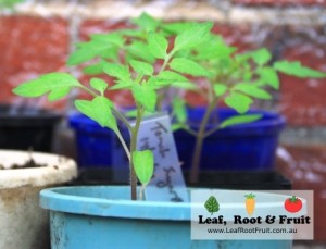 Our tomatoes are coming along nicely in the greenhouse