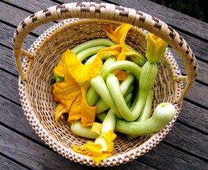 How to grow Zucchini Tromboncino in Melbourne