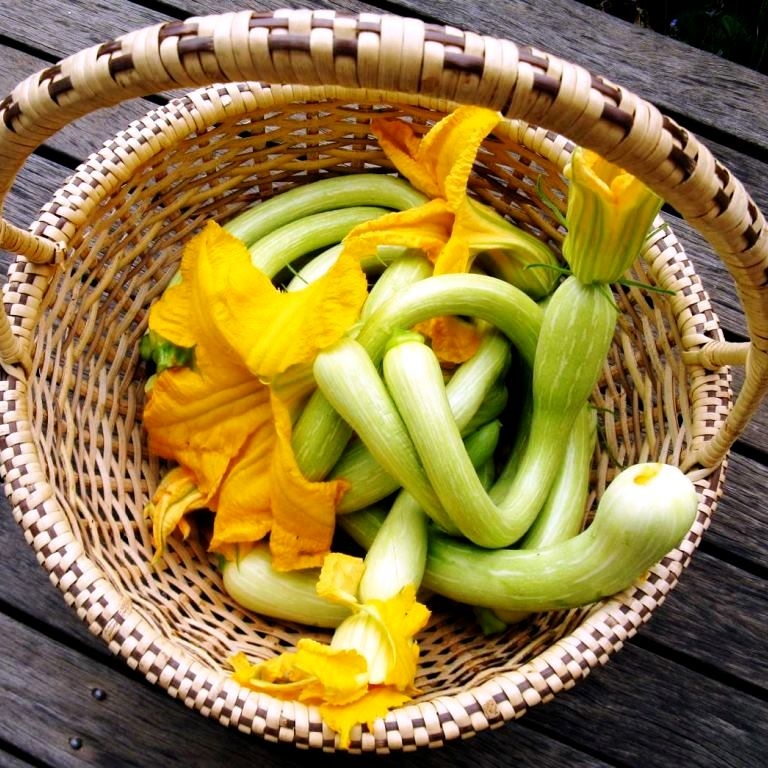 Win a $100 Diggers Club Voucher with our free Zucchini Tromboncino Seeds