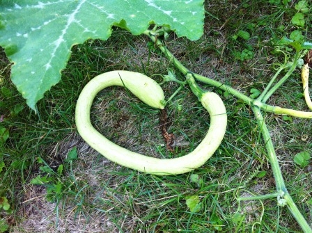 Zucchini Tromboncino