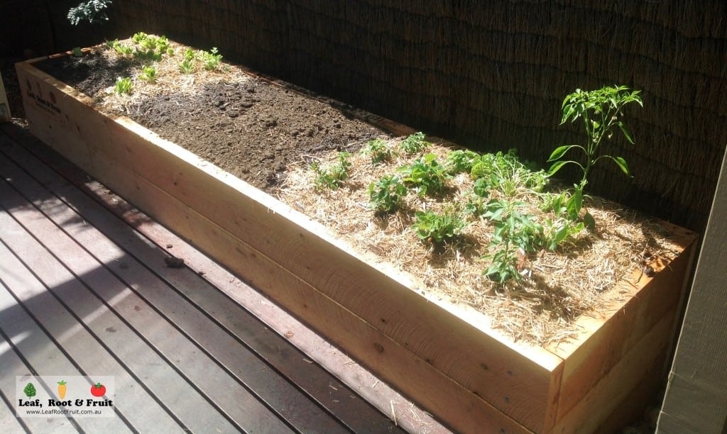 Raised Cypress Veggie Garden Beds Leaf, Root & Fruit Gardening Services