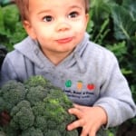 autumn planting of brocolli in melbourne