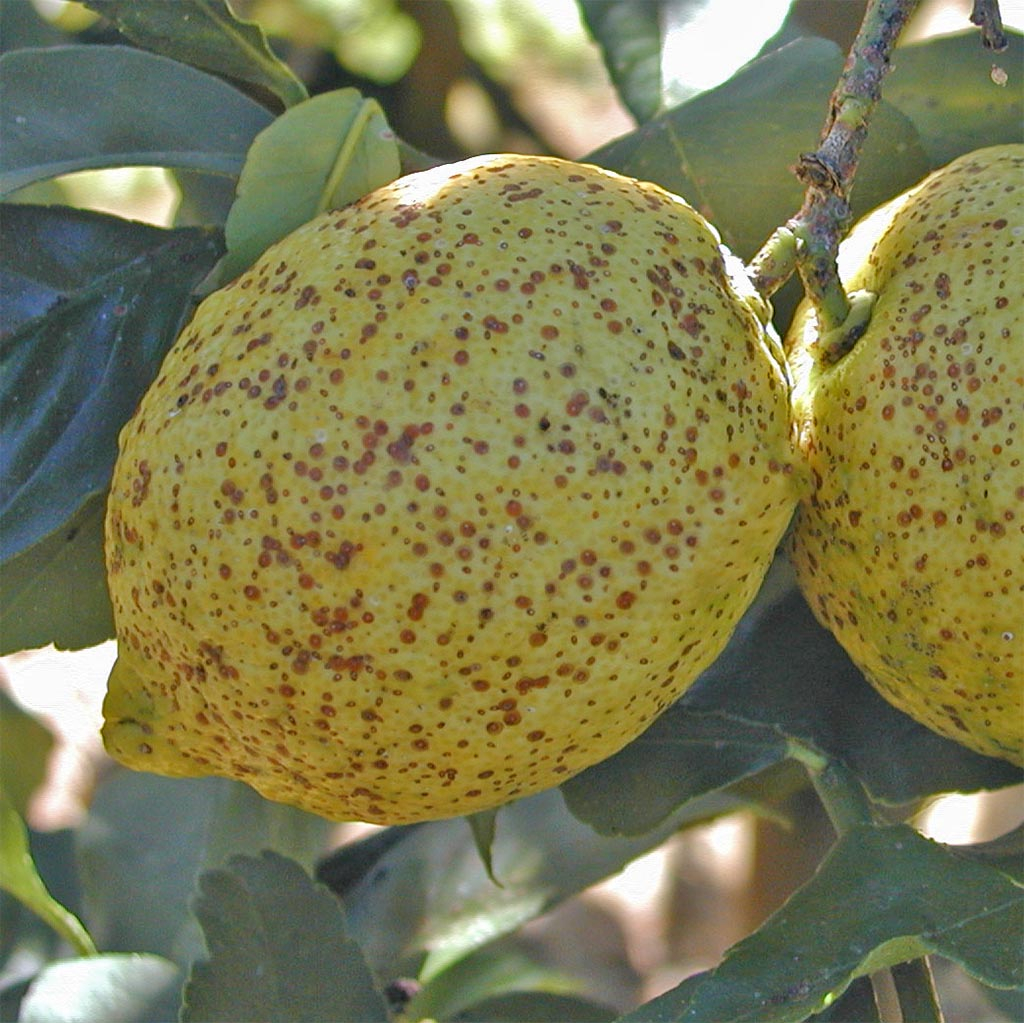 Red Scale infecting a lemon. Brown spots and marks on the skin of the lemon