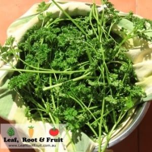 Our definition of "lots", the amount of parsley we used in our pesto