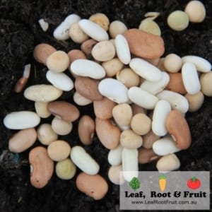 Phase one of planting included a legume mixture of runner beans and snow peas