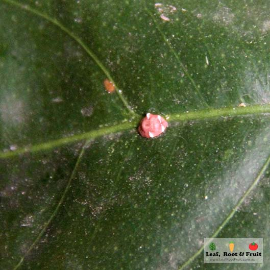 how to control scale insects on citrus including lemons and oranges.
