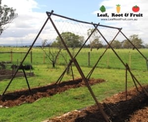 The Giant Edible Trellis Frame is made from steel pipe, re-claimed fencing mesh and star pickets