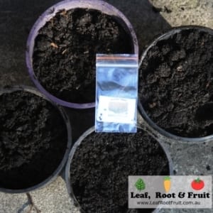 We potted out three Giant Tree Tomato seeds per pot. Hopefully they'll be up and growing soon.