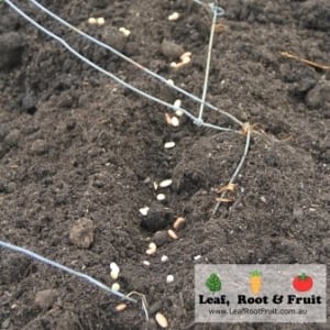 We sowed the legume mix much closer together than normal to account for hungry earwigs