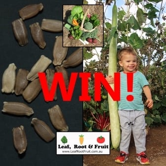 Grow the biggest New Guinea Bean in our Competition
