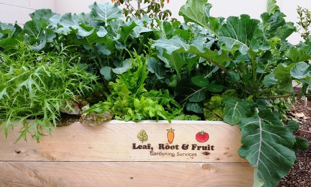 Raised Cypress Veggie Garden Beds Leaf, Root & Fruit Gardening Services