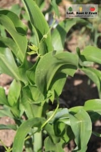 Three Sisters Companion Gardening