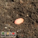 How to grow peanuts in Melbourne