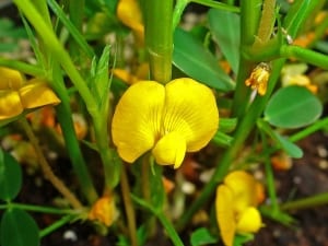 How to grow peanuts in Melbourne. Peanut flowers are bright yellow
