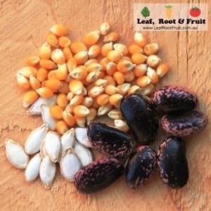 Three sisters gardening companion planting seeds corn squash and beans