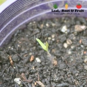 We had two giant tree tomato seedlings germinate this week