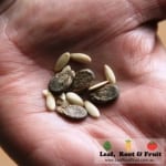 We planted out cucumber and watermelon seeds as part of phase two planting this week