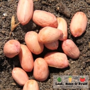 How to grow peanuts in Melbourne